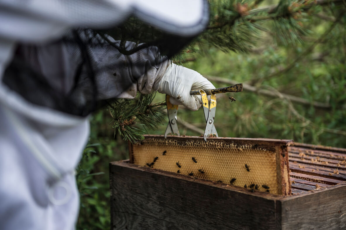 apiculteur_producteur_breton