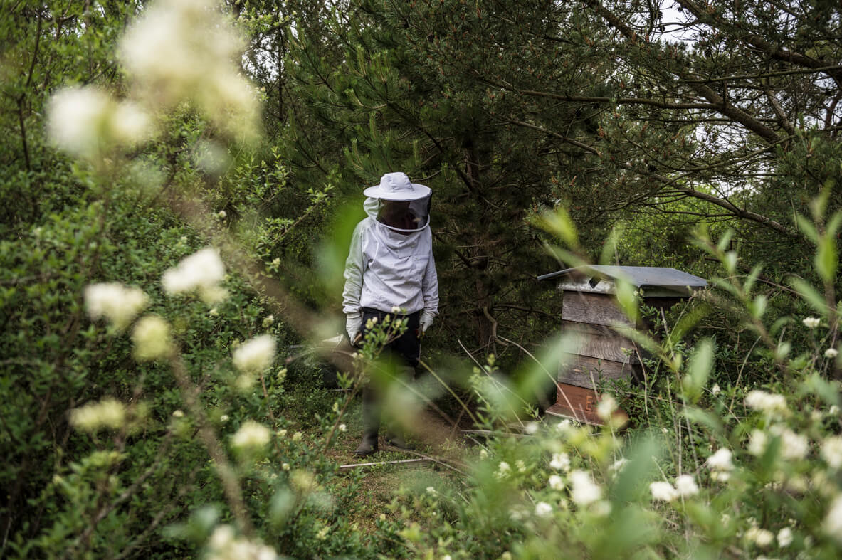 miel_histoire_pierresimon