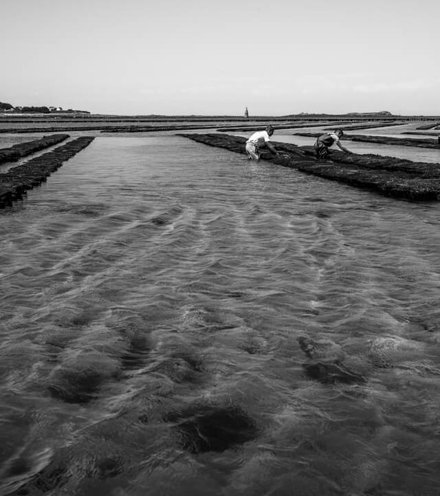 producteurs_huitre_legris_bretagne4