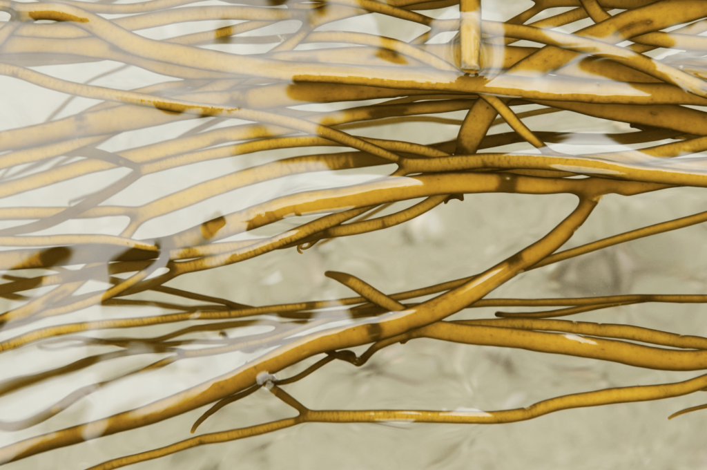 bord-a-bord-algues-min