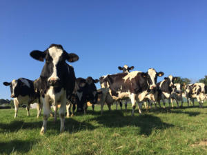 ferme-de-paugam-vaches_1
