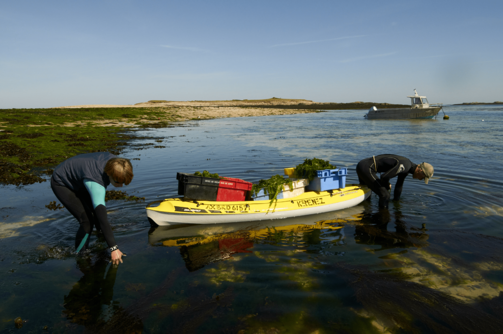 recolte-algues-bord-a-bord-min