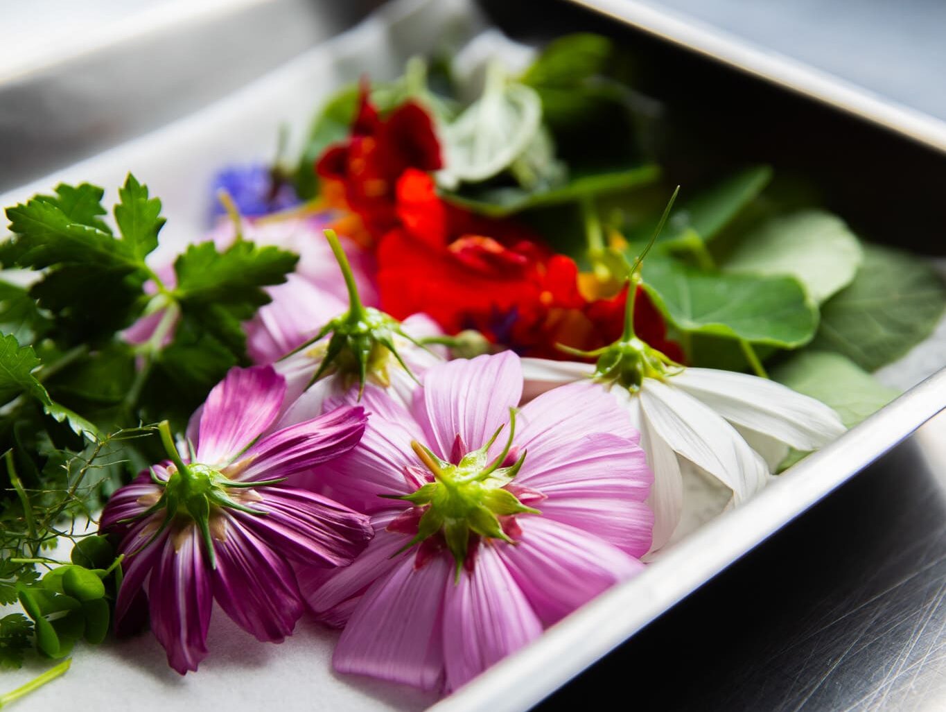 Jardin-fleurs-herbes-gastronomie
